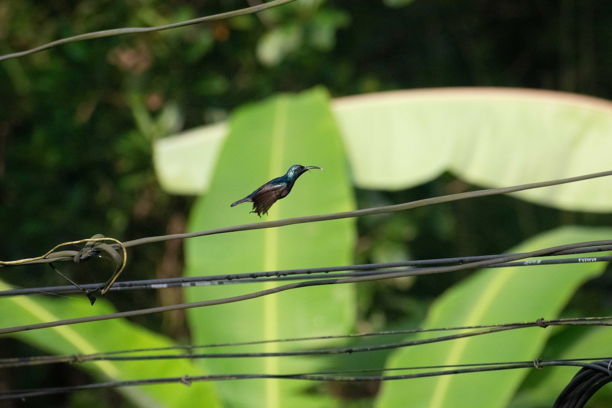 Loten's Sunbird - ML504502691