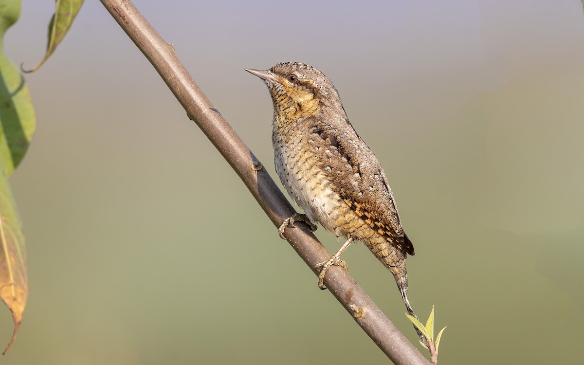 Eurasian Wryneck - ML504503571