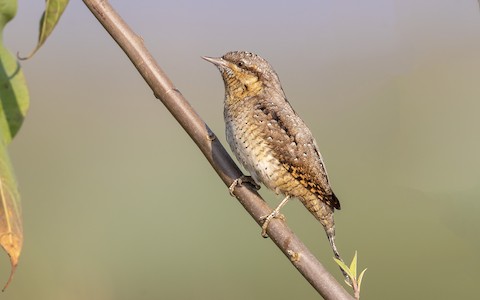 Photos - Eurasian Wryneck - Jynx torquilla - Birds of the World