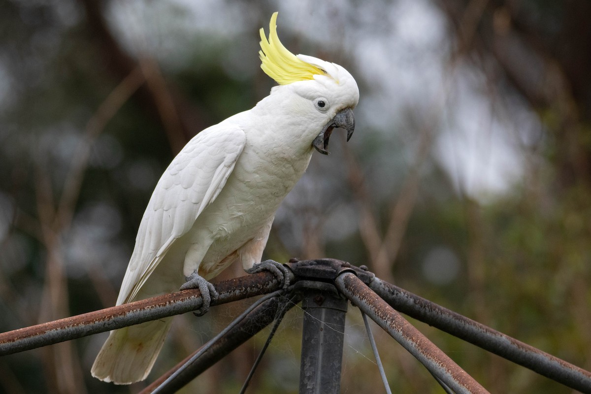 Sulphur-crested Cockatoo - ML504503751