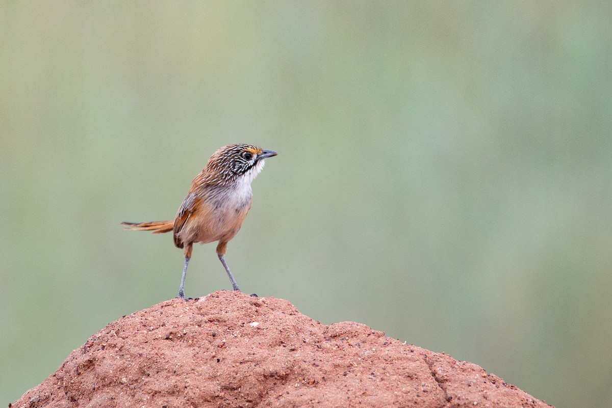 Opalton Grasswren - ML504505431