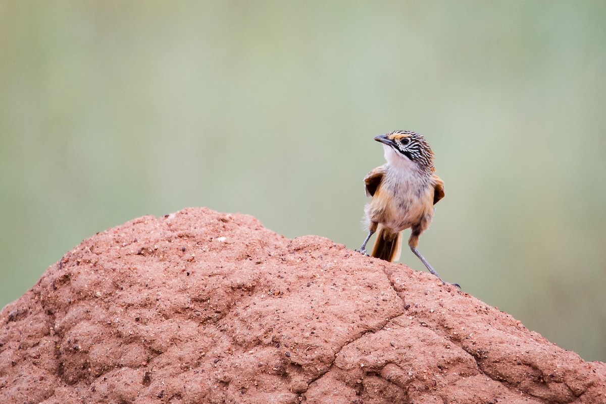 Opalton Grasswren - ML504505441