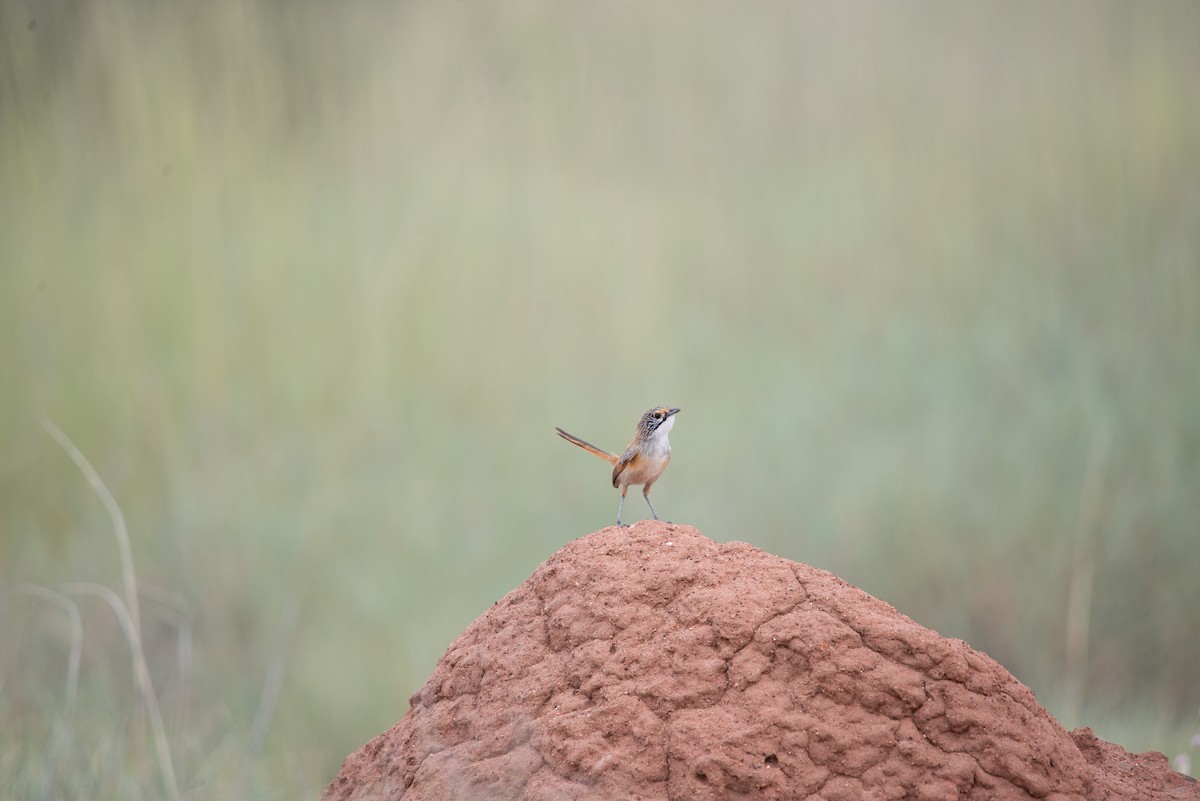 Opalton Grasswren - ML504505451