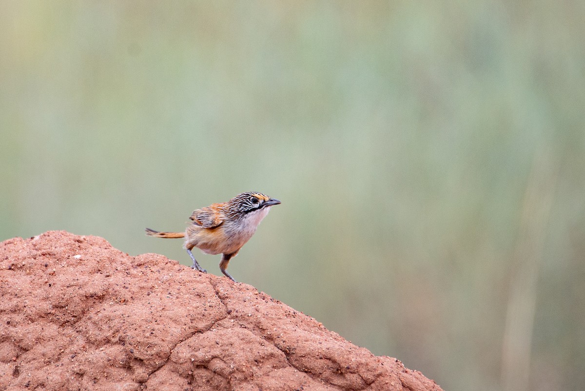 Opalton Grasswren - ML504505471