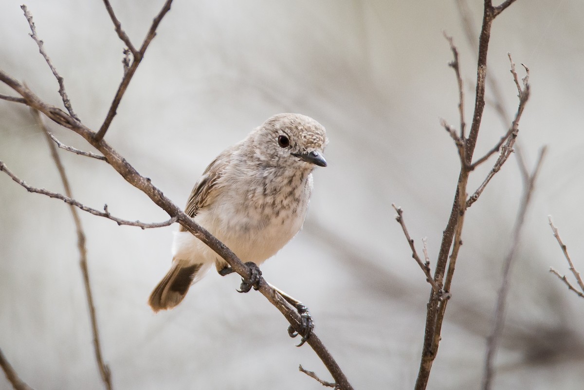 Inland Thornbill - Jan Lile