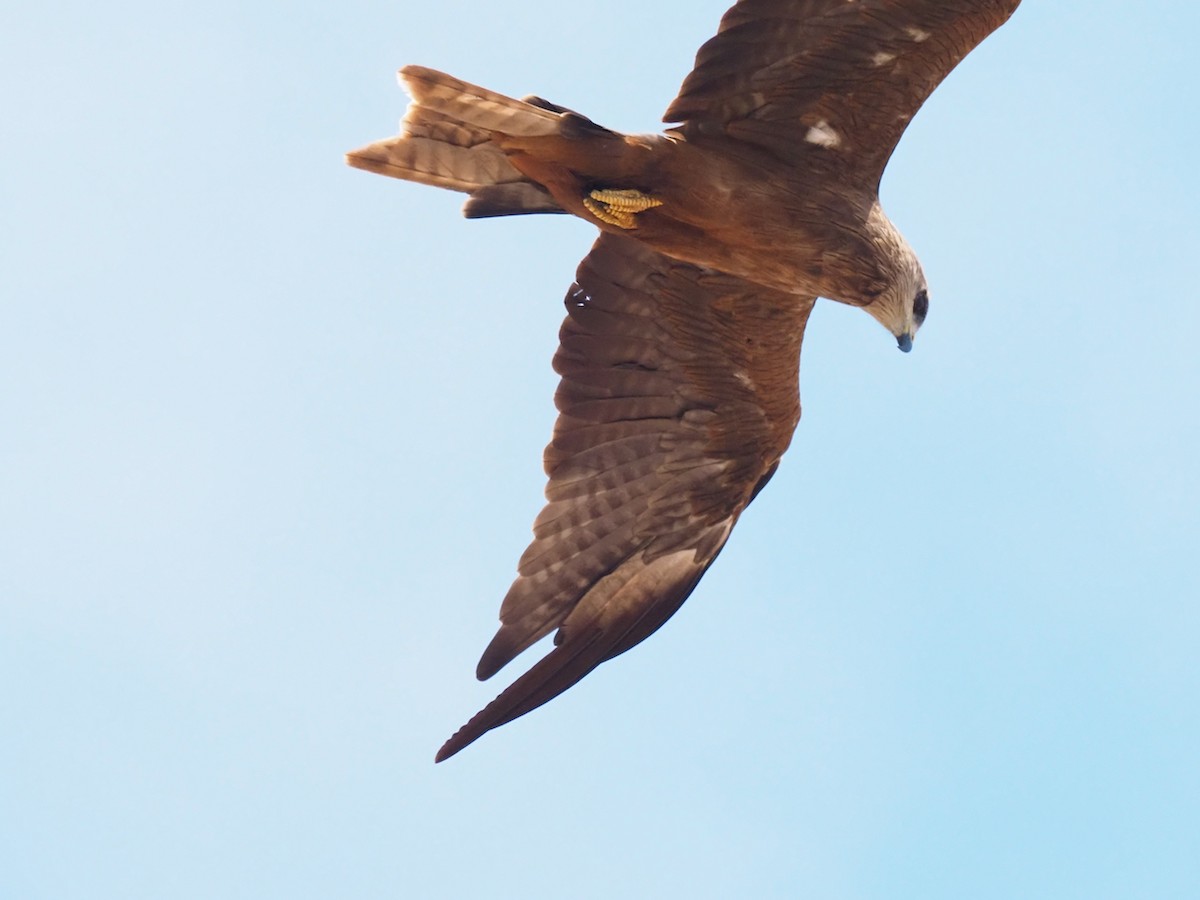 Black Kite - ML504506151