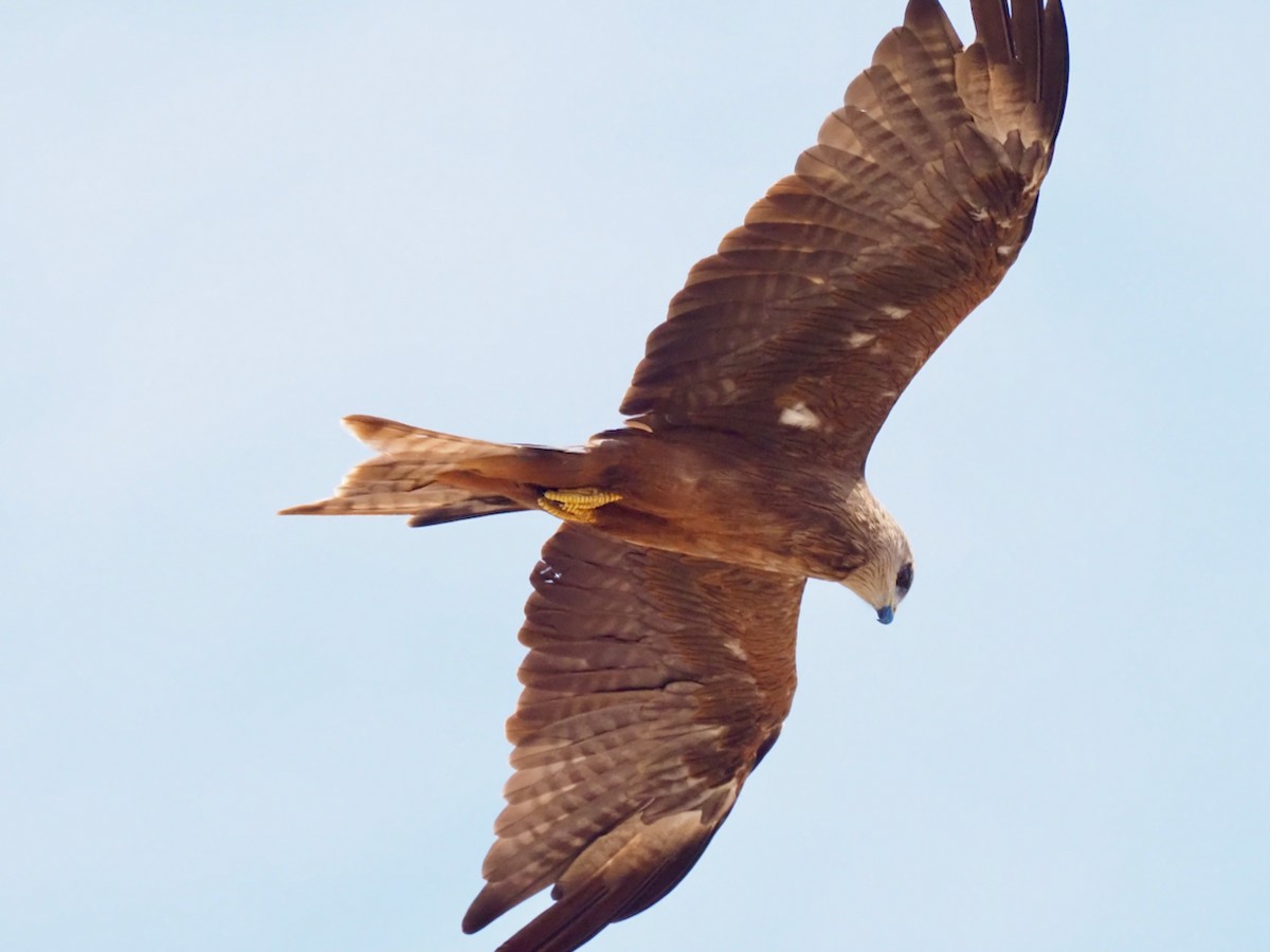 Black Kite - ML504506171