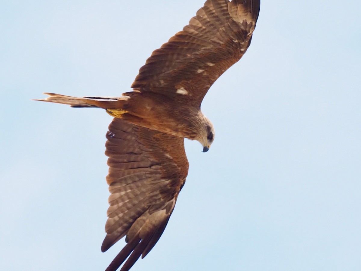 Black Kite - ML504506181