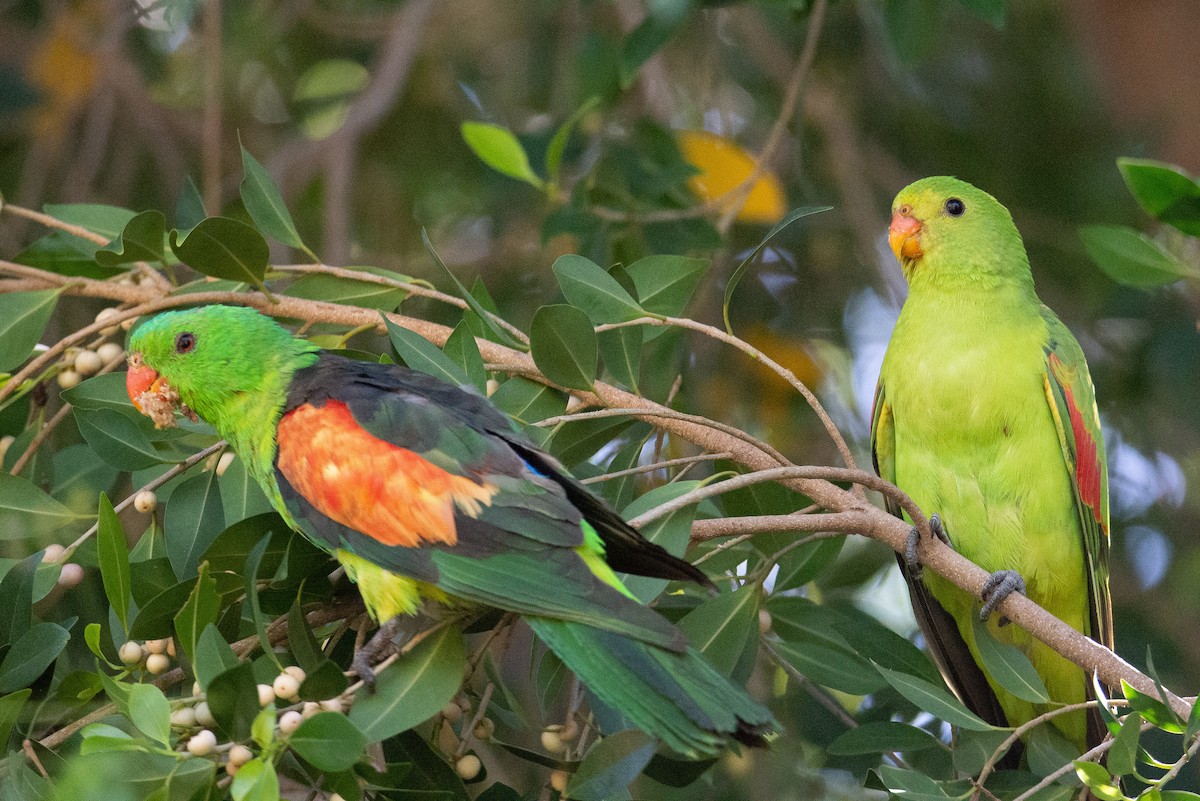 Red-winged Parrot - Jan Lile