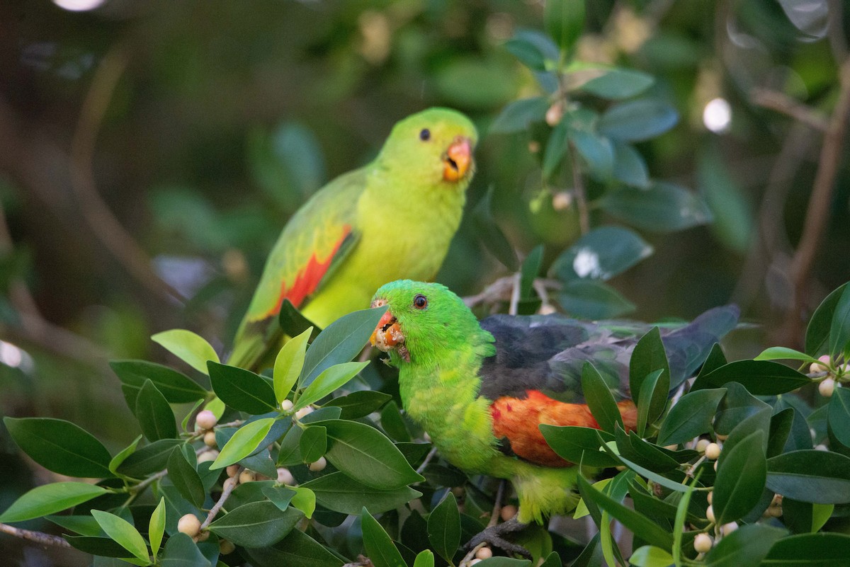 Red-winged Parrot - ML504506421