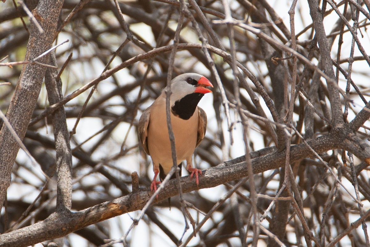 Long-tailed Finch - ML504506601