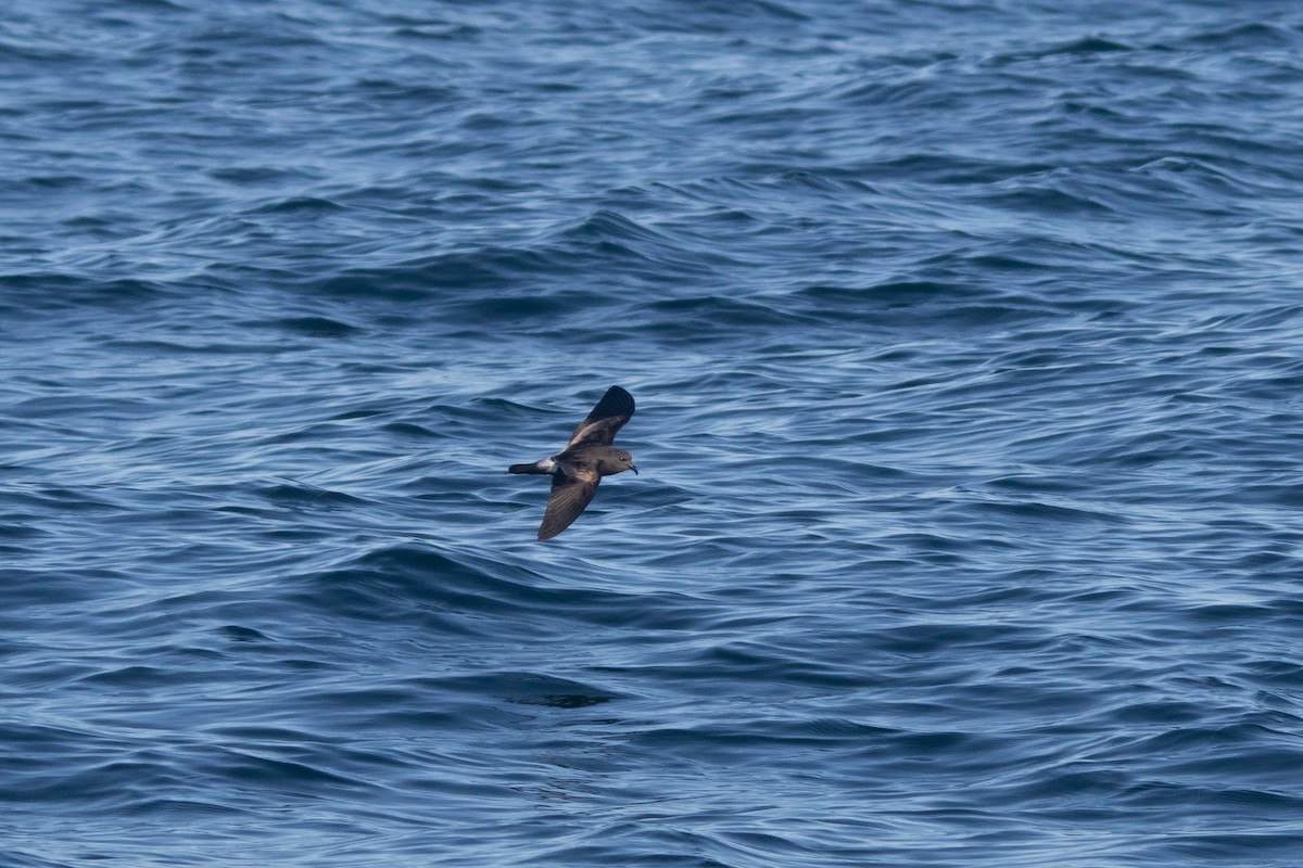 Leach's Storm-Petrel - Tom Wulf