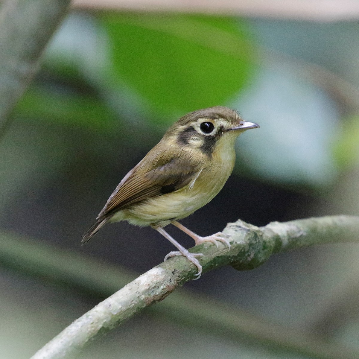 White-throated Spadebill - ML504507031