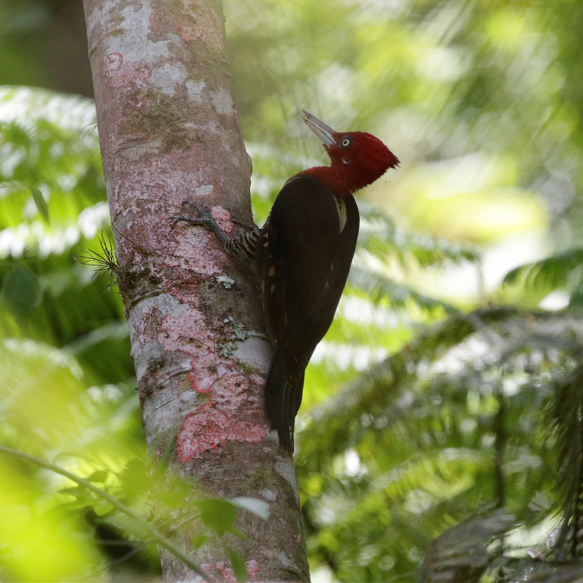 Robust Woodpecker - ML504507051