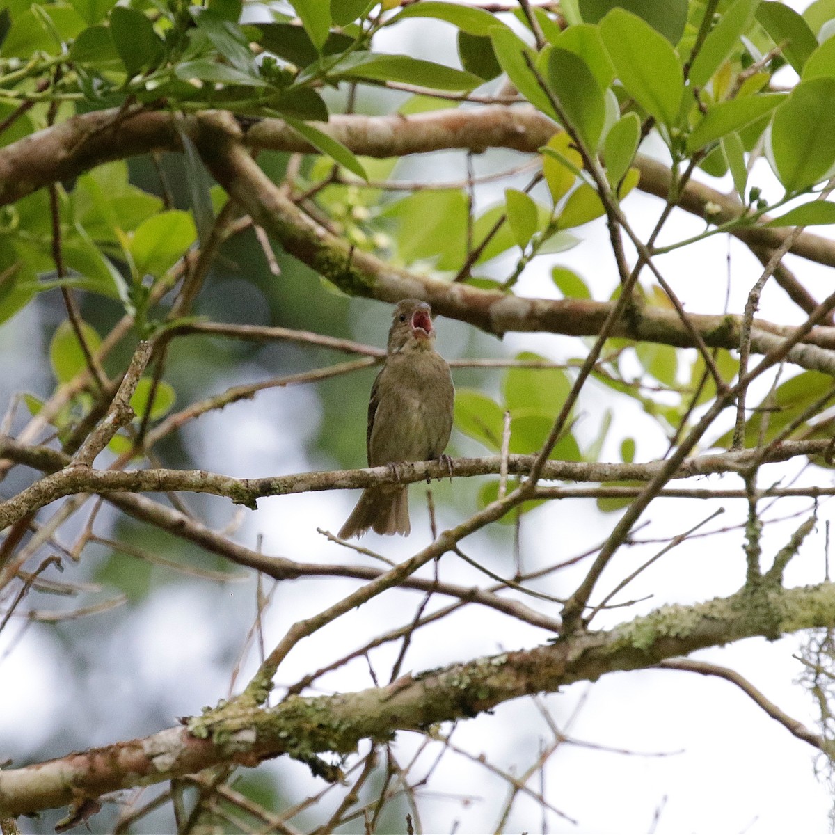 Buffy-fronted Seedeater - ML504507061