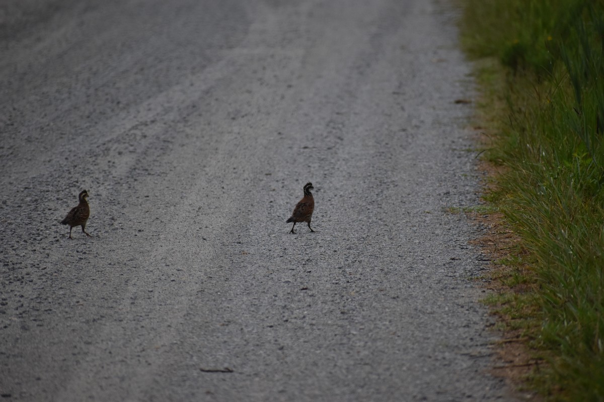 Northern Bobwhite - sage church