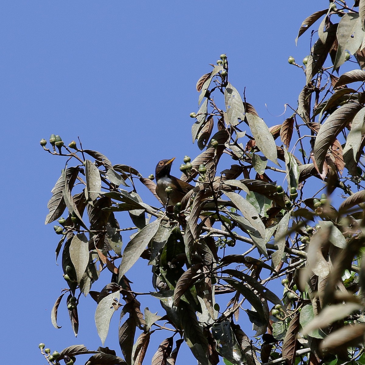 White-necked Thrush - ML504507141