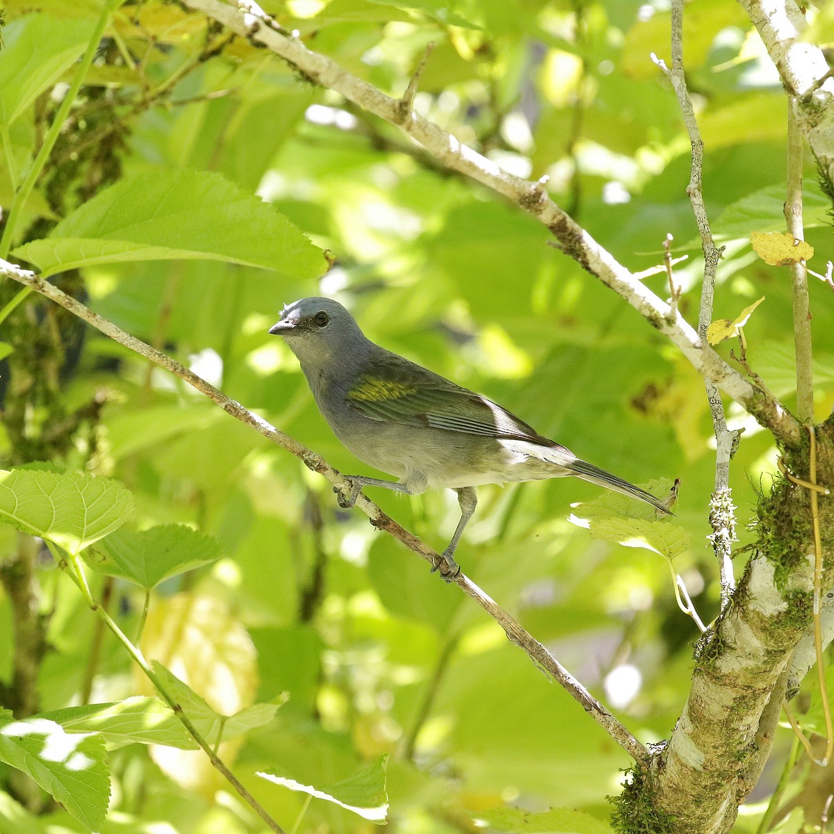 Golden-chevroned Tanager - ML504507381