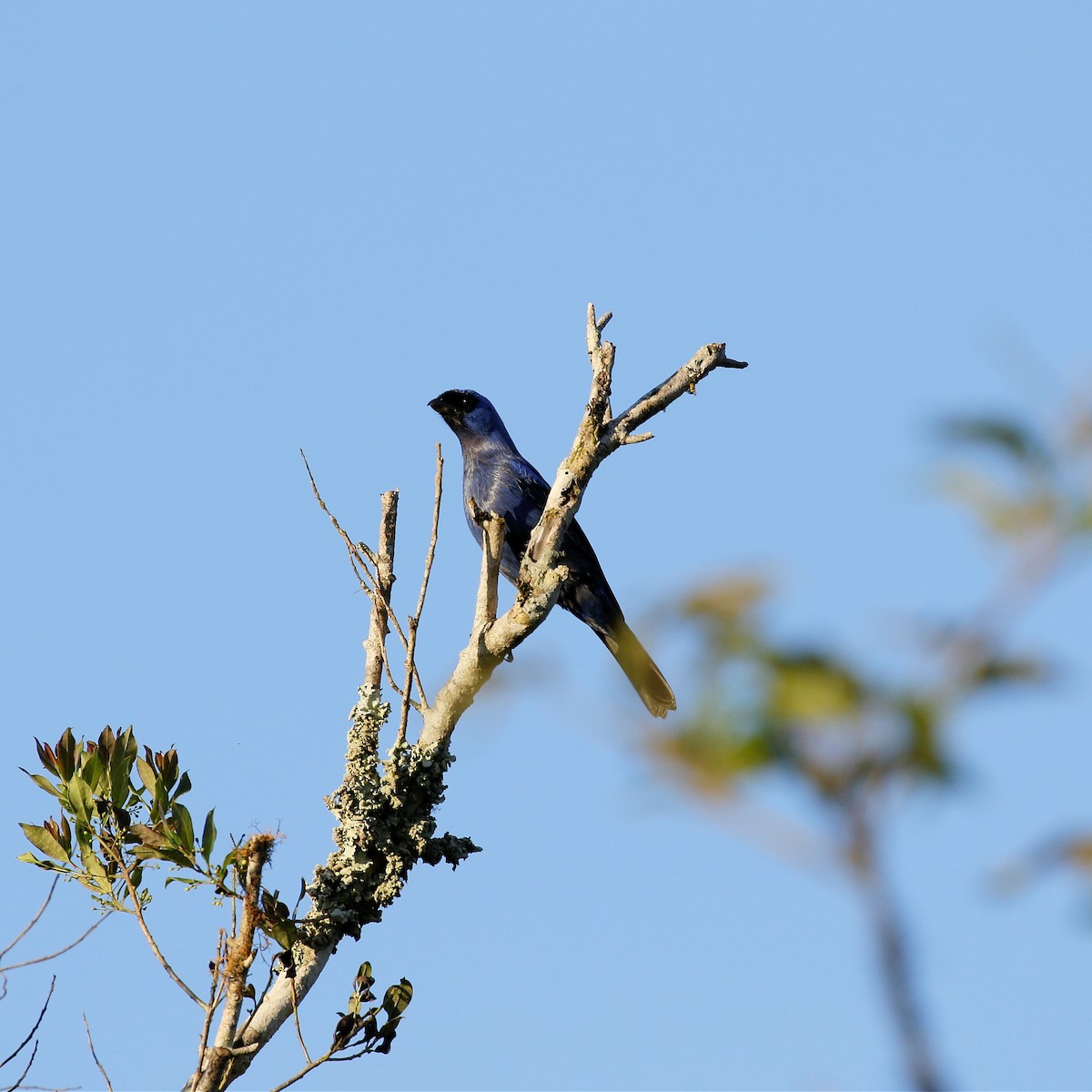 Diademed Tanager - José Dionísio JDionísio