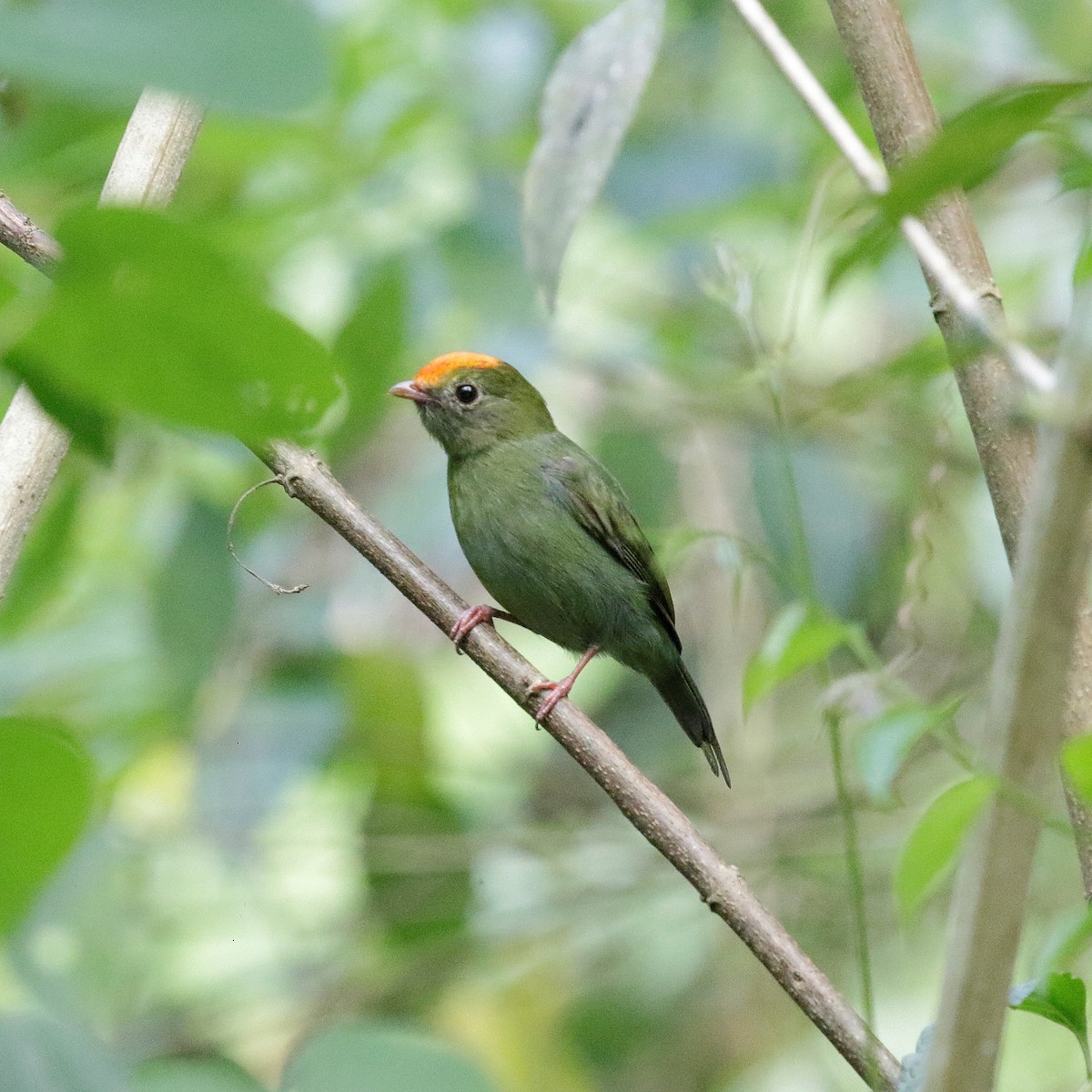 Kırlangıç Kuyruklu Manakin - ML504507411