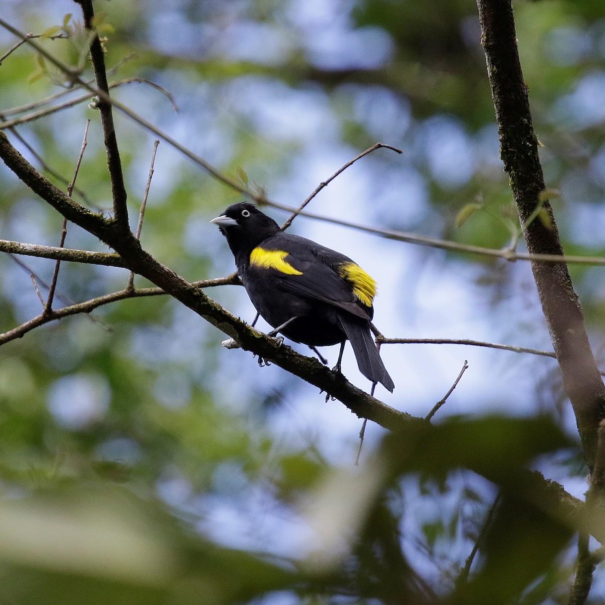 Golden-winged Cacique - ML504507451