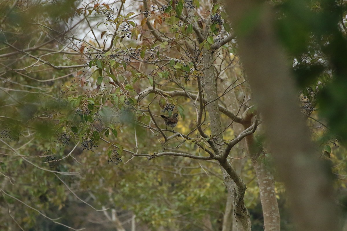 Dusky Thrush - ML504507491