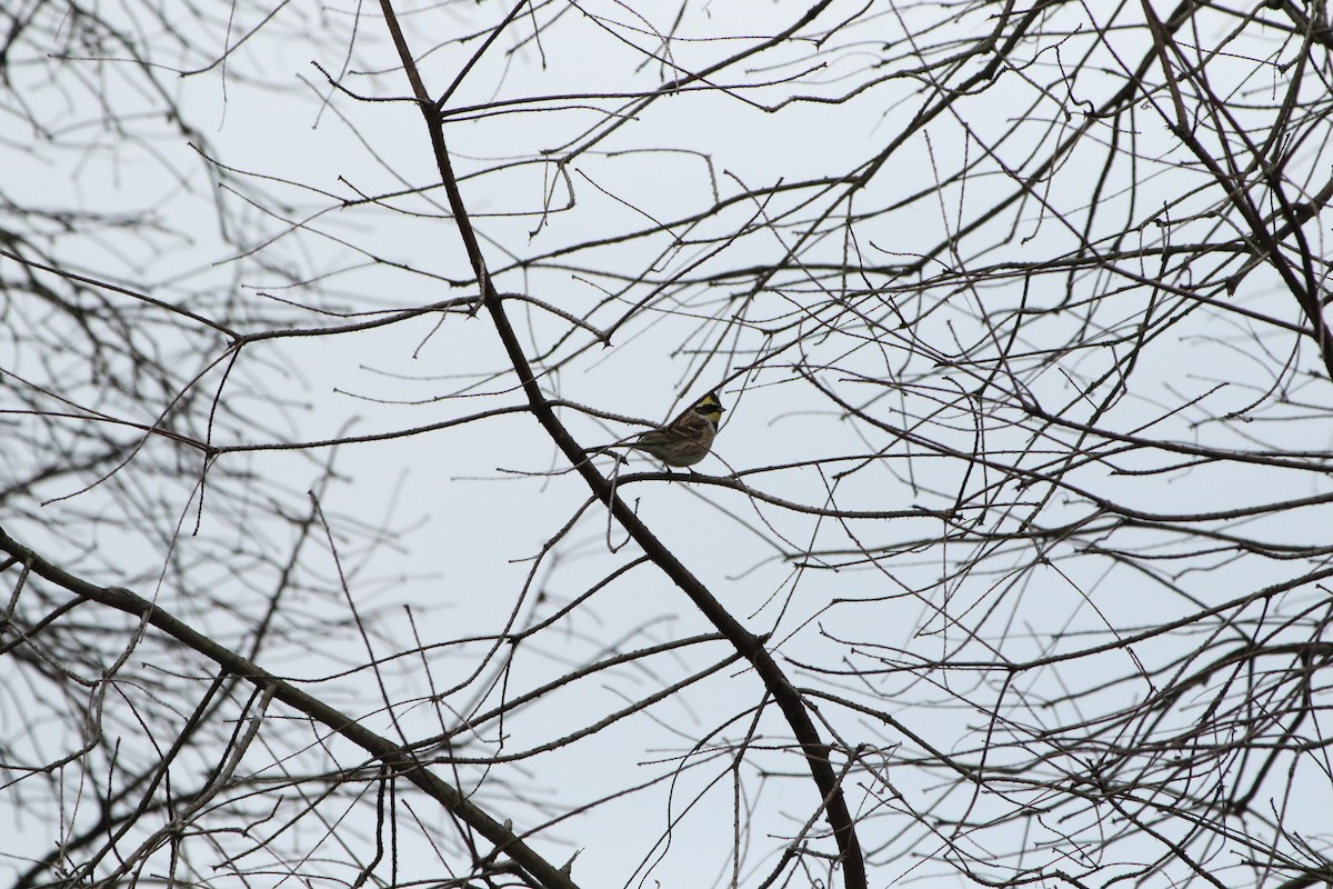 Yellow-throated Bunting - ML504507581