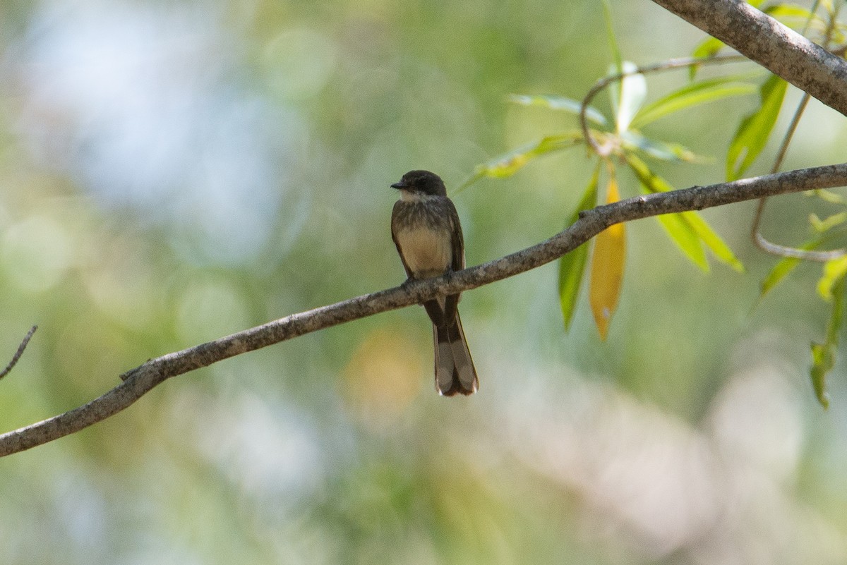 Northern Fantail - ML504508191