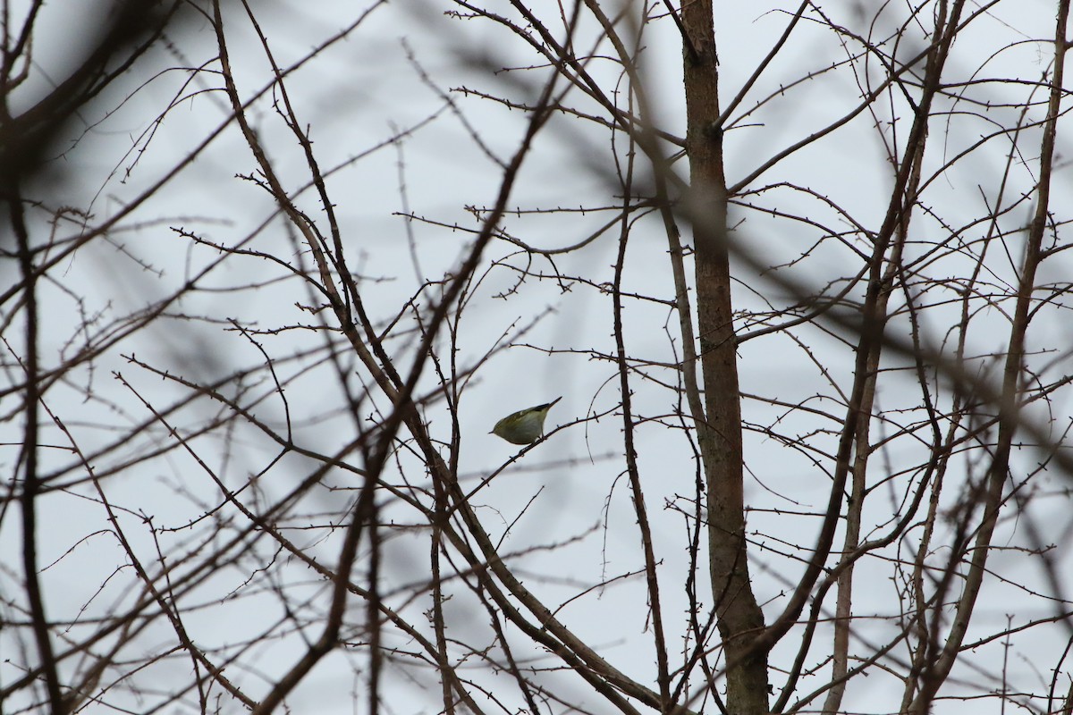 Pallas's Leaf Warbler - ML504508221