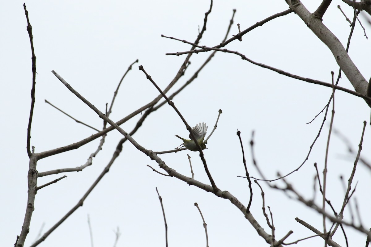 Pallas's Leaf Warbler - ML504508231