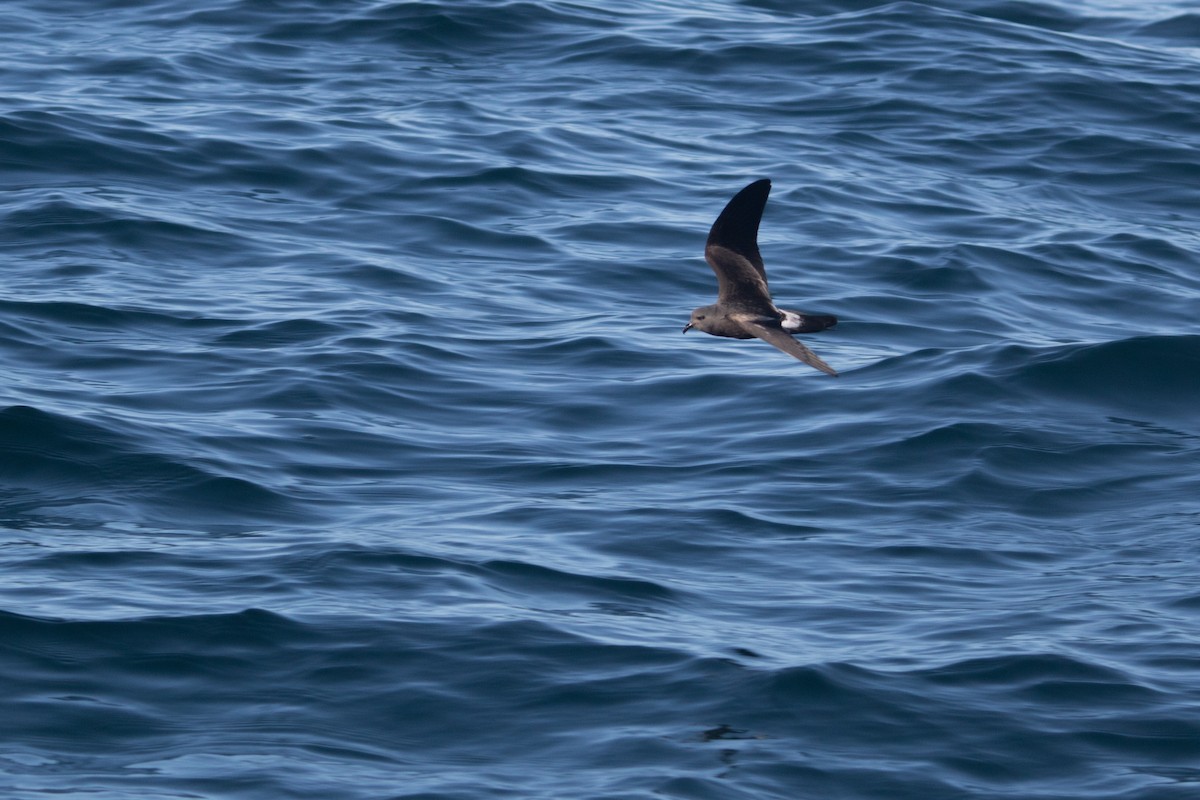 Leach's Storm-Petrel - ML504508401