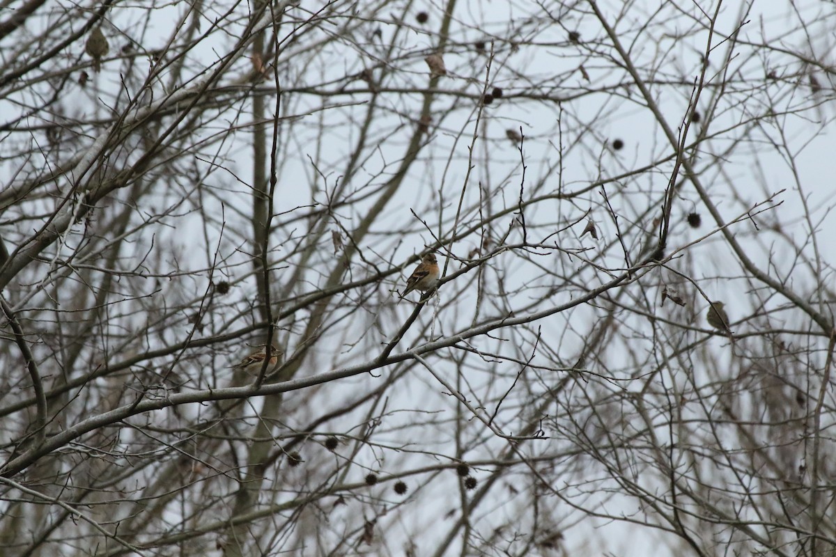 Brambling - ML504508501