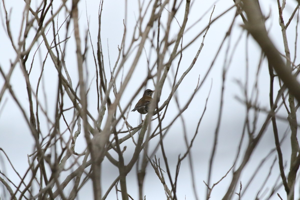 Pale Thrush - ML504508631