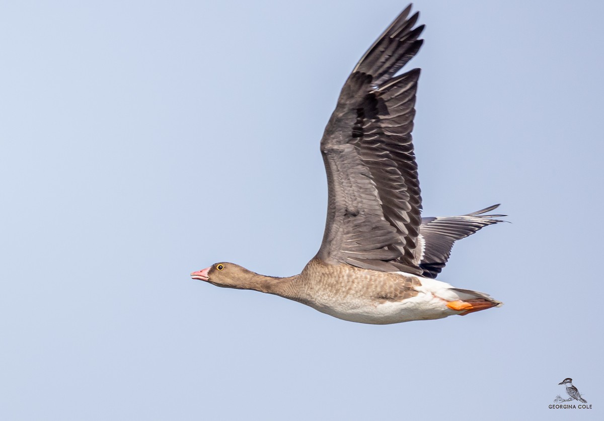 Lesser White-fronted Goose - Georgina Cole