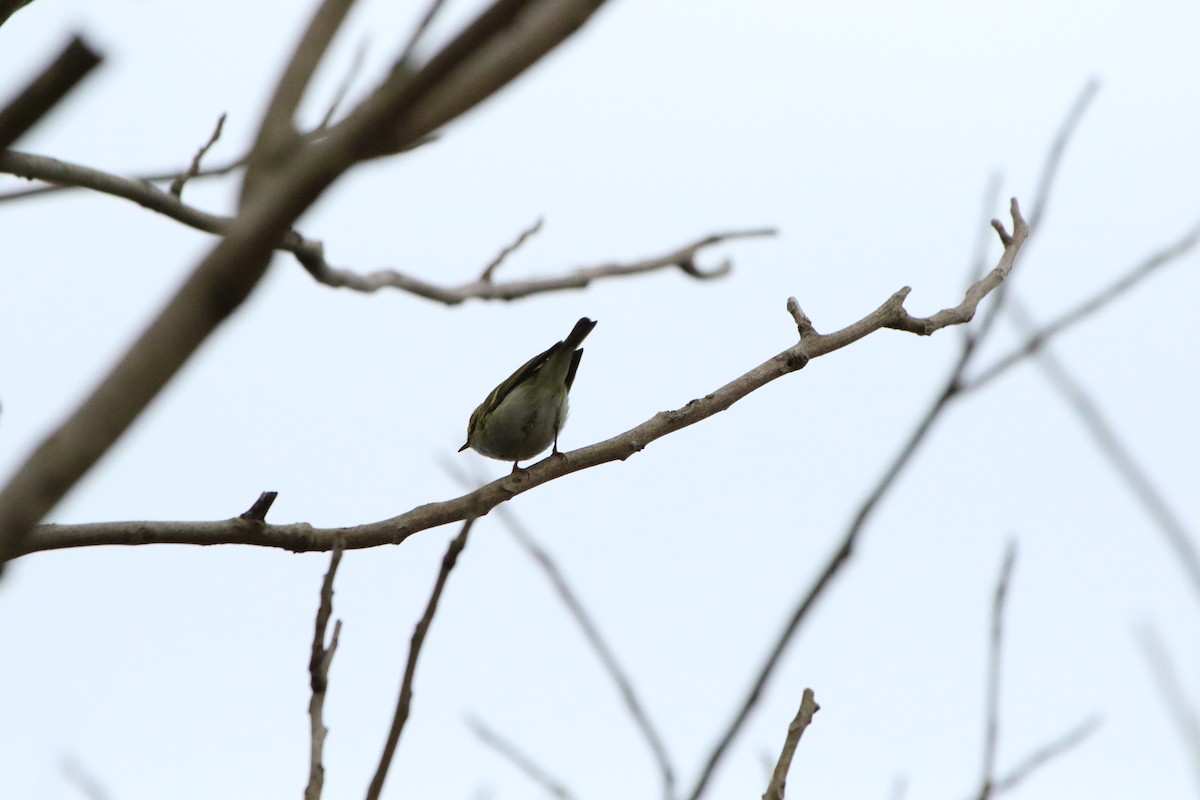 Pallas's Leaf Warbler - ML504508751