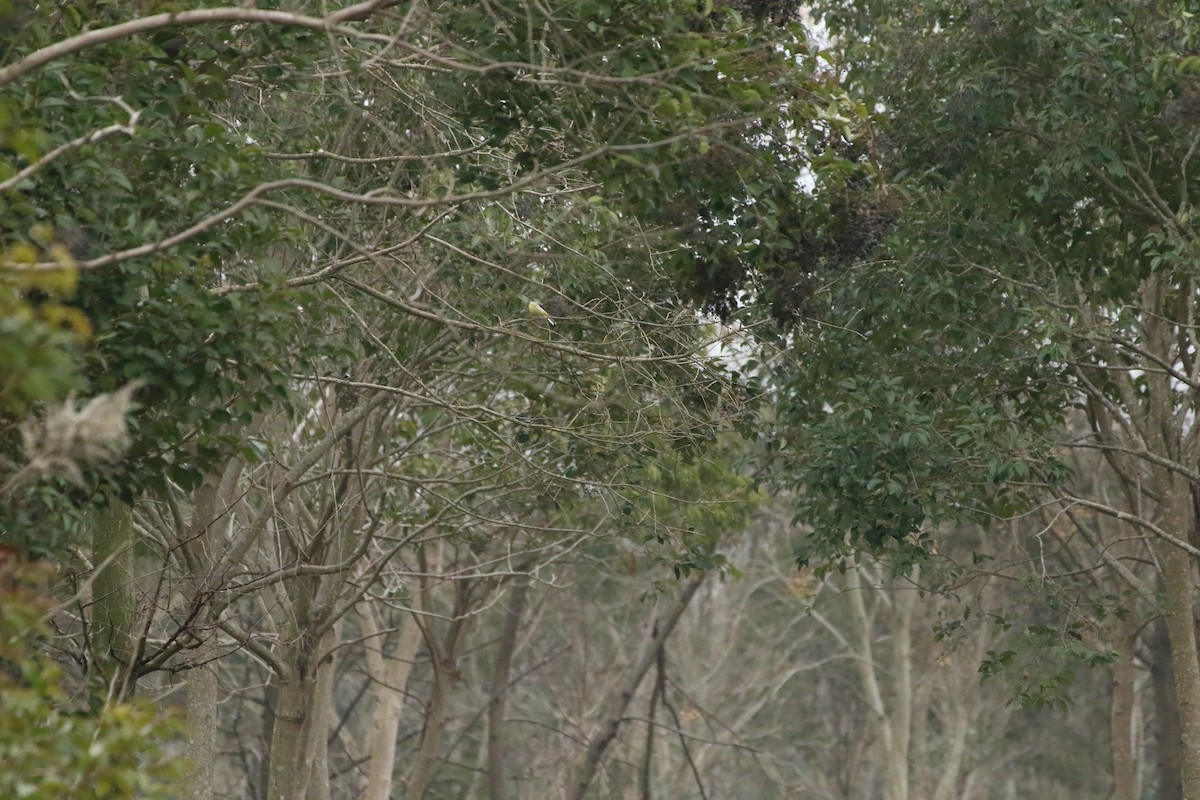 Gray Wagtail - ML504508851