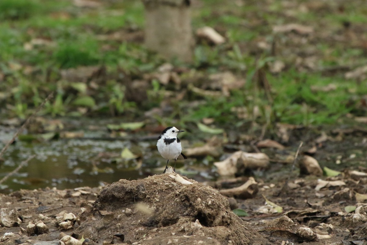 White Wagtail (Chinese) - Tiantian Zhao