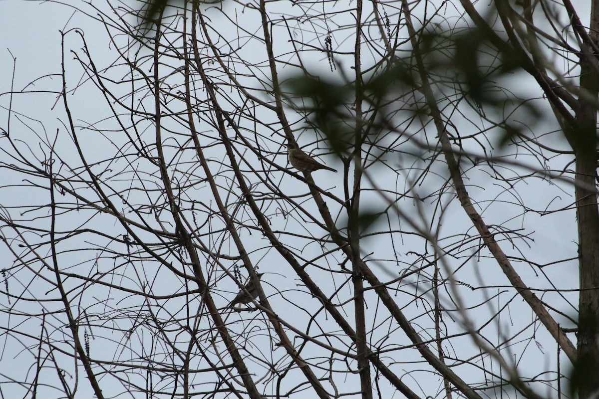 Dusky Thrush - ML504509151