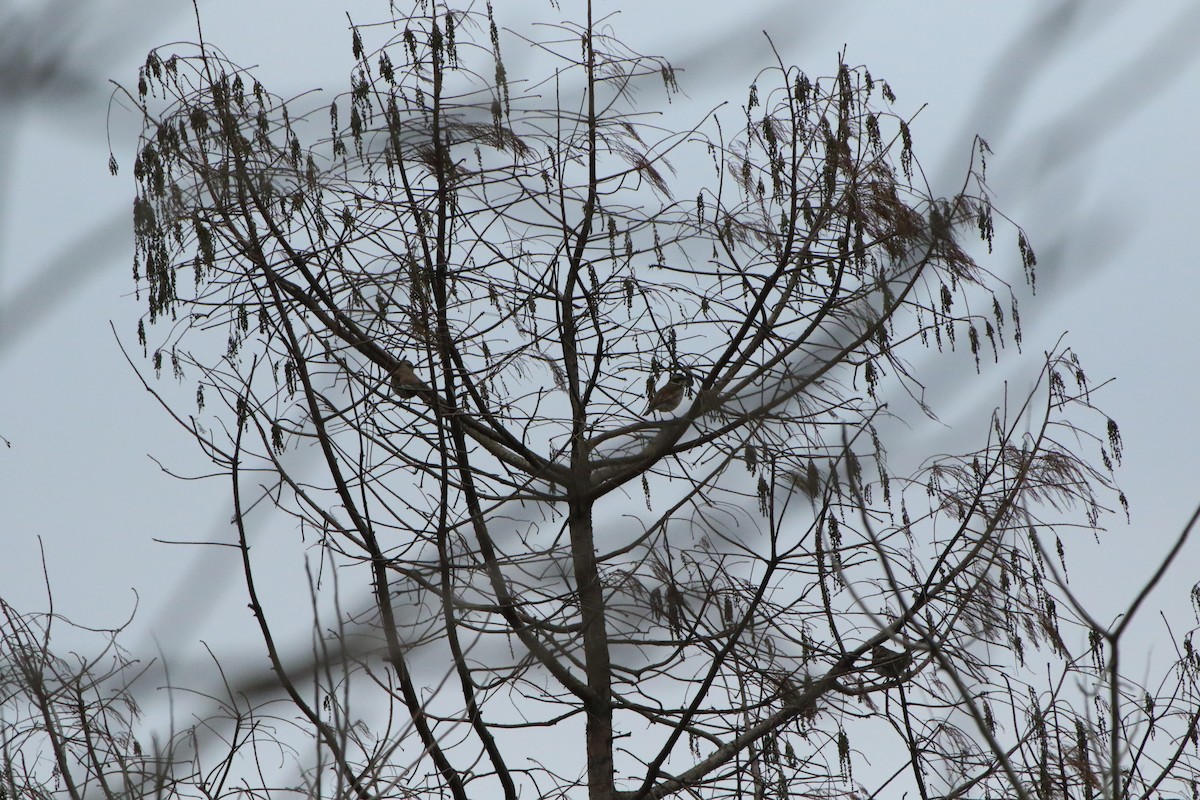 Dusky Thrush - ML504509161