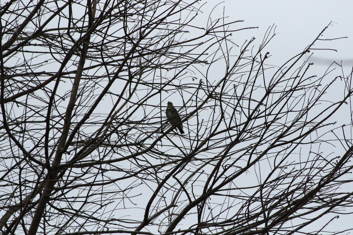 Dusky Thrush - ML504509171