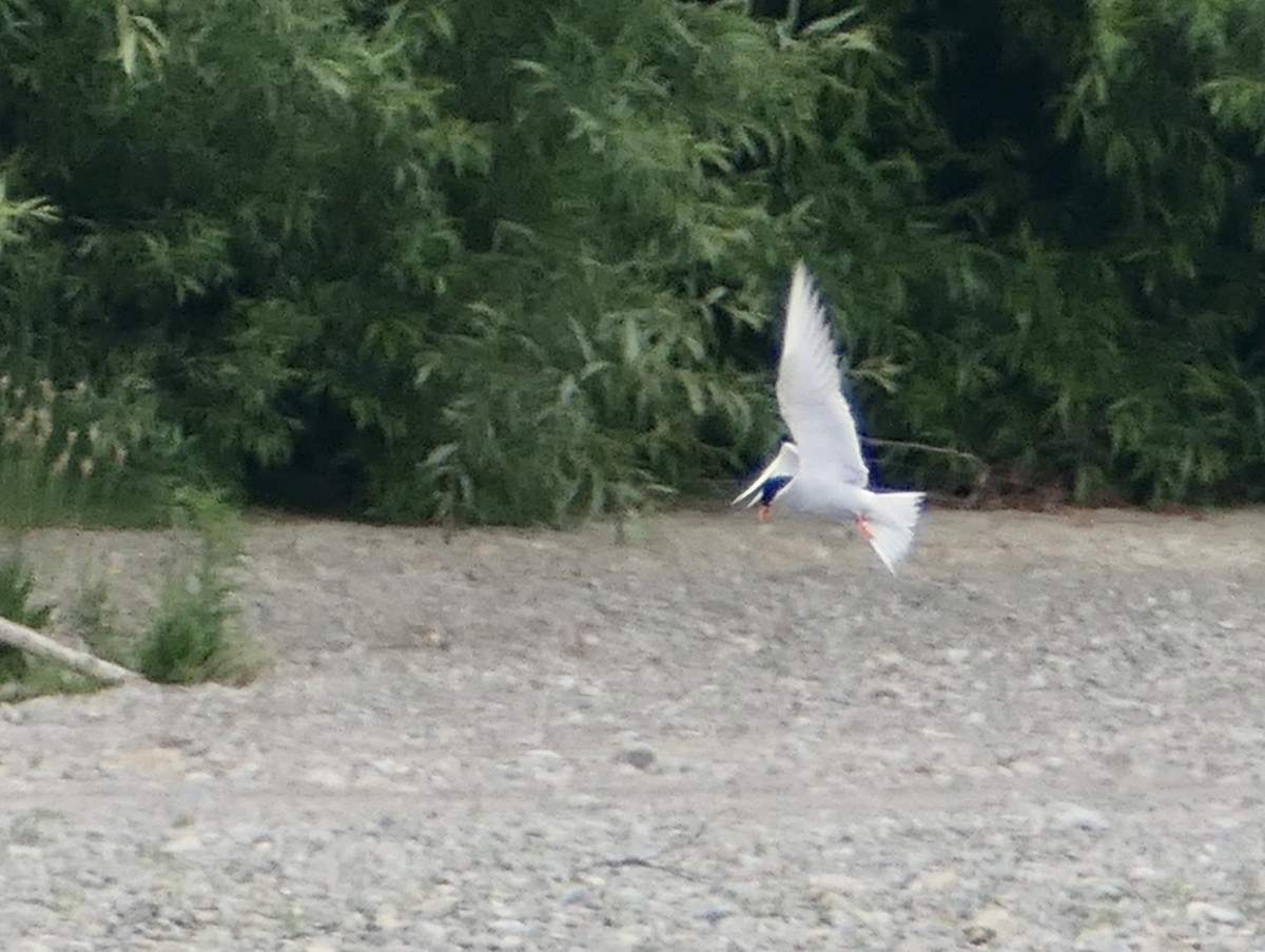 Black-fronted Tern - ML504509211