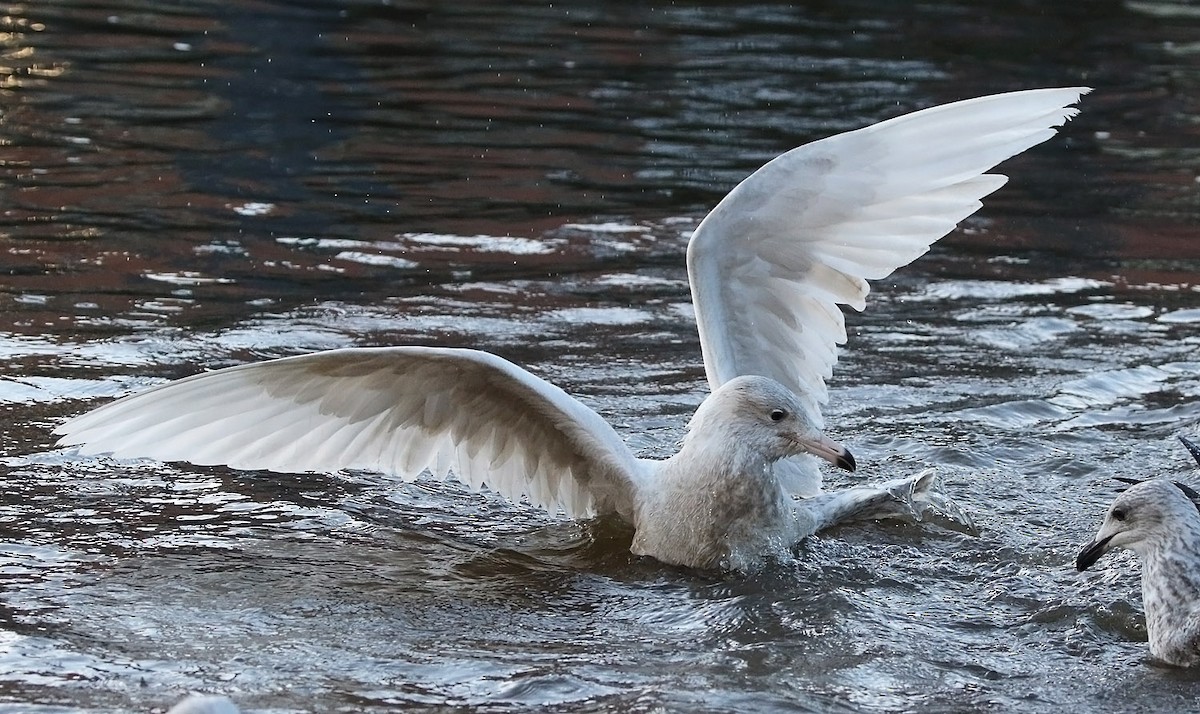 Glaucous Gull - ML504510551