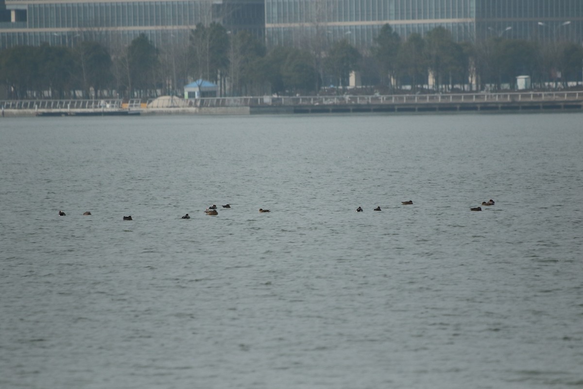 Eurasian Wigeon - ML504510761