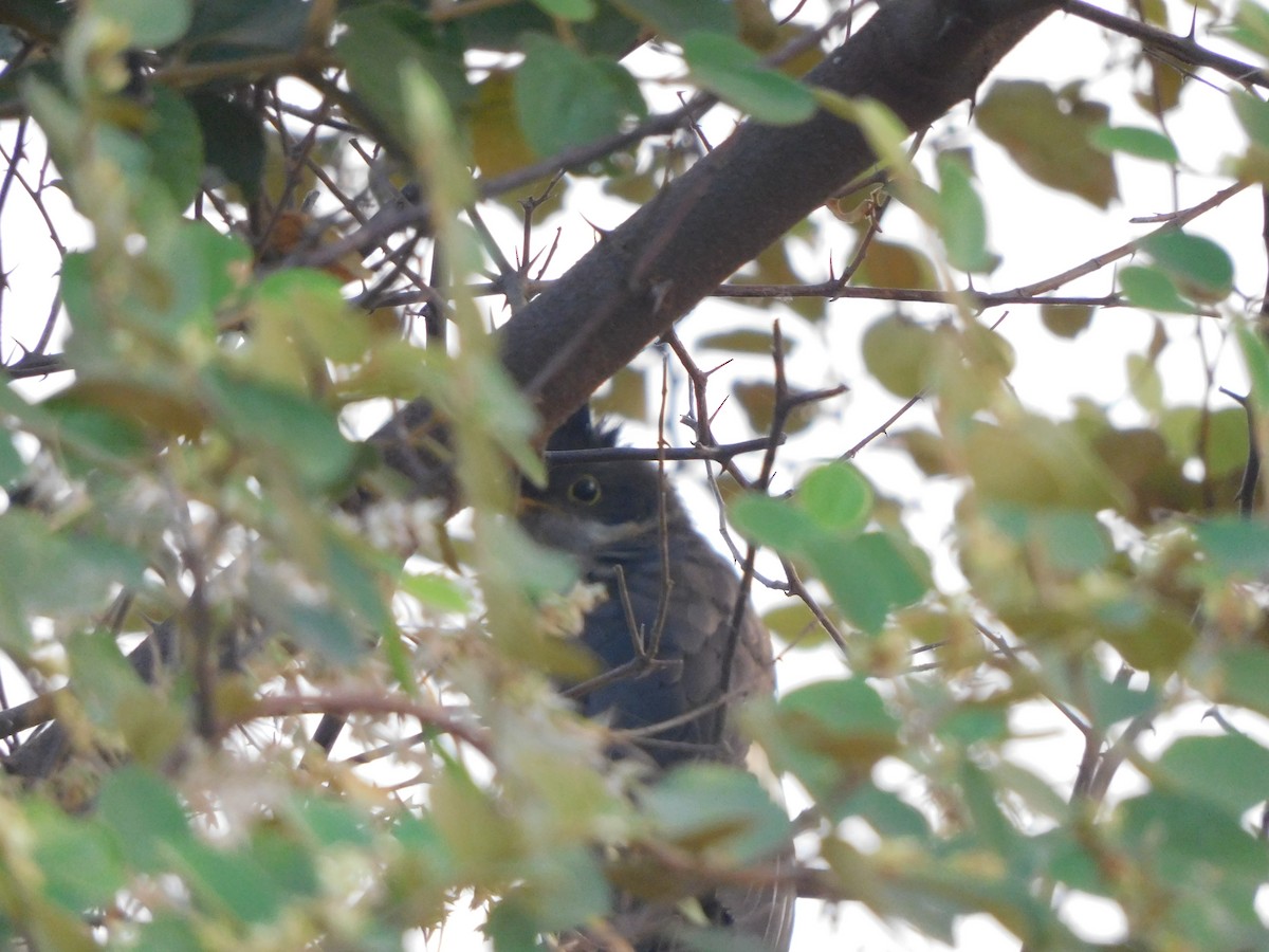 Pied Cuckoo - ML504511631