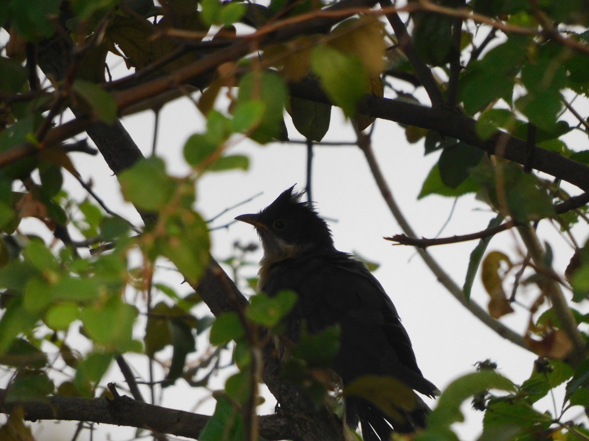 Pied Cuckoo - ML504511641