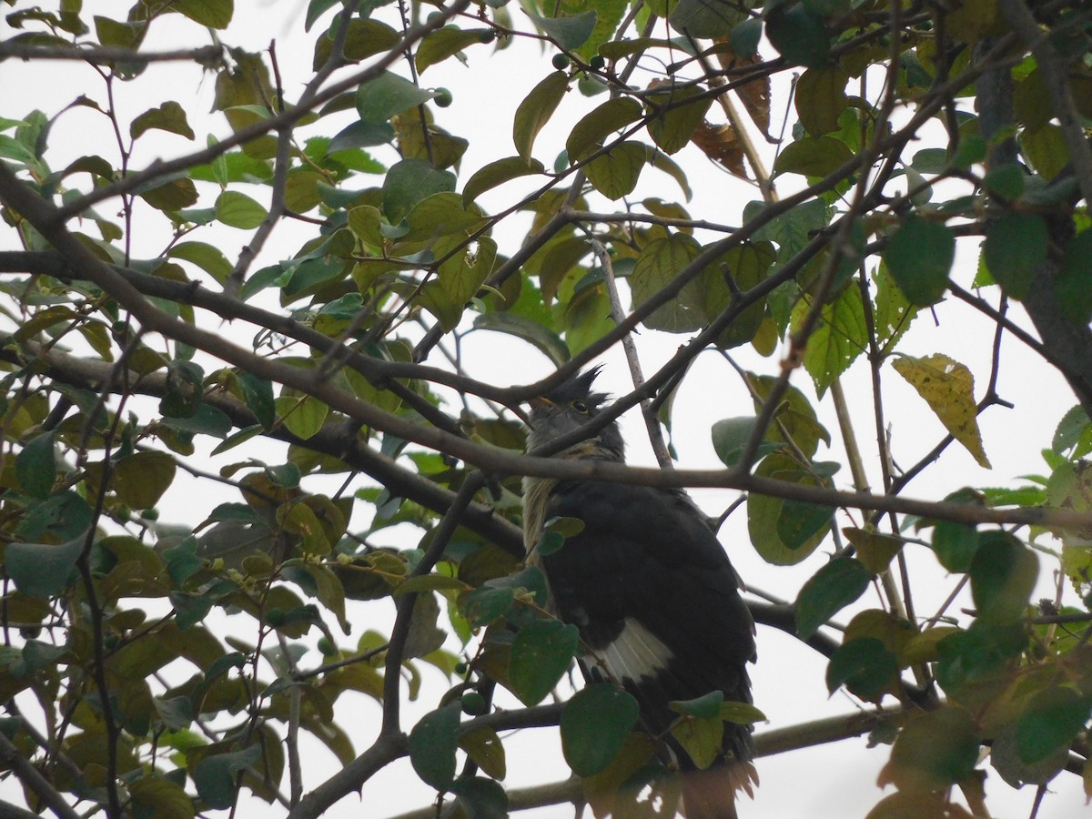 Pied Cuckoo - ML504511651