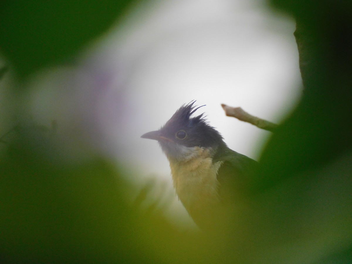 Pied Cuckoo - Anthony Vinose