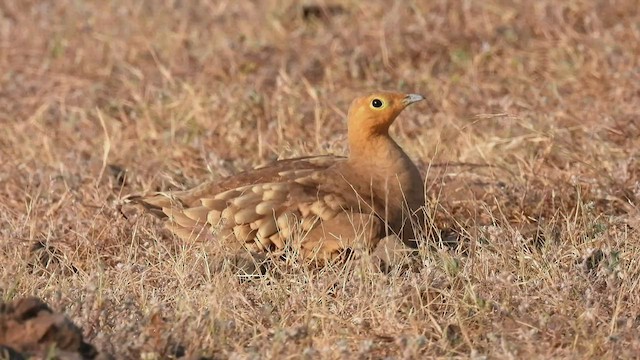 Chestnut-bellied Sandgrouse - ML504511811