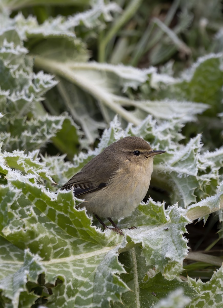 Mosquitero Común - ML504513001