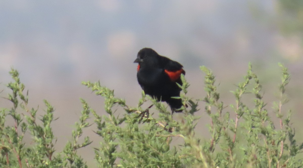 Red-winged Blackbird (Mexican Bicolored) - ML504513781